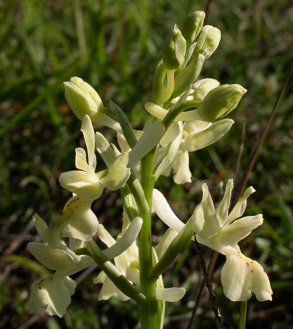 Orchis morio, Orchis pallens, Orchis simia, Orchis provincia